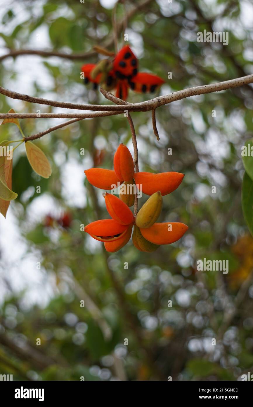 Sterculia quadrifida (Also called peanut tree, red-fruited kurrajong) on the tree. Seed pods are orange outside and orange or red inside when ripe. Stock Photo