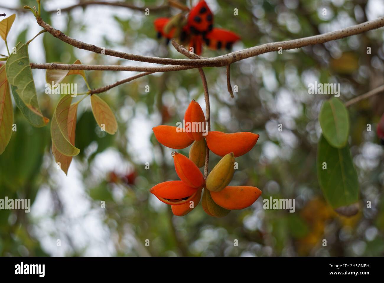 Sterculia quadrifida (Also called peanut tree, red-fruited kurrajong) on the tree. Seed pods are orange outside and orange or red inside when ripe. Stock Photo
