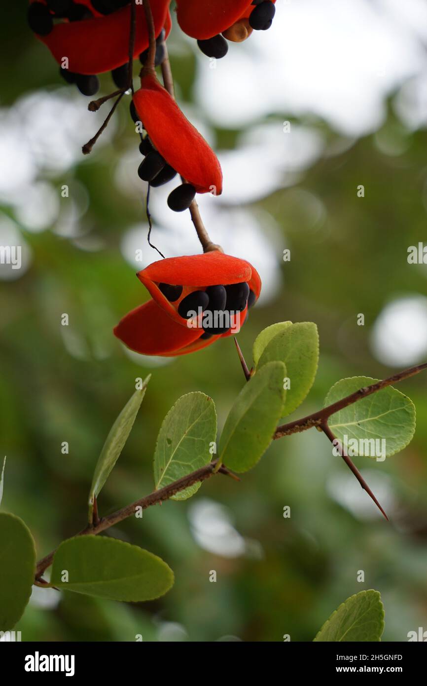 Kurrajong seed hires stock photography and images Alamy