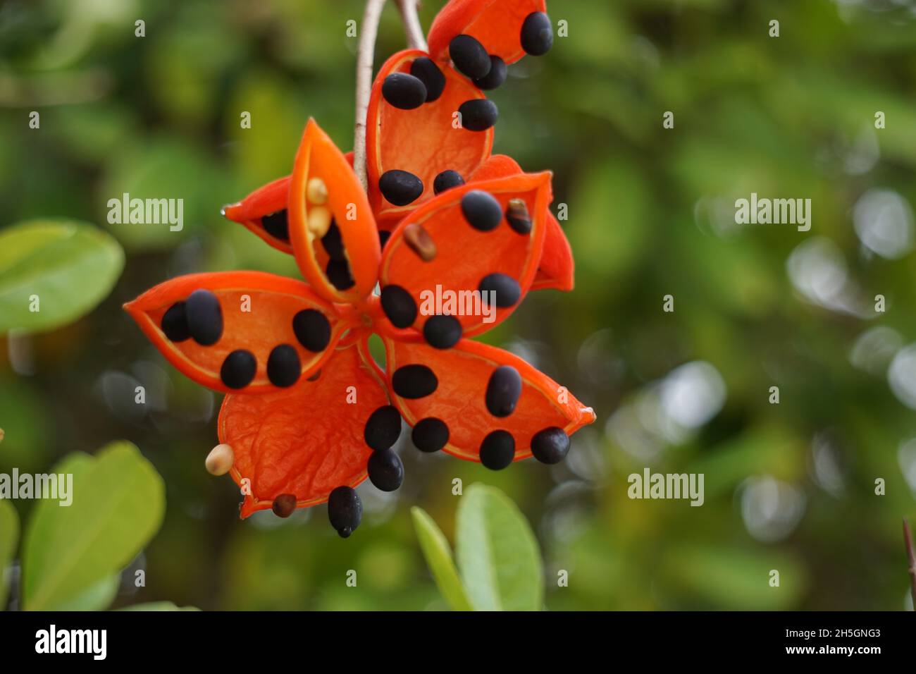 Sterculia quadrifida (Also called peanut tree, redfruited kurrajong