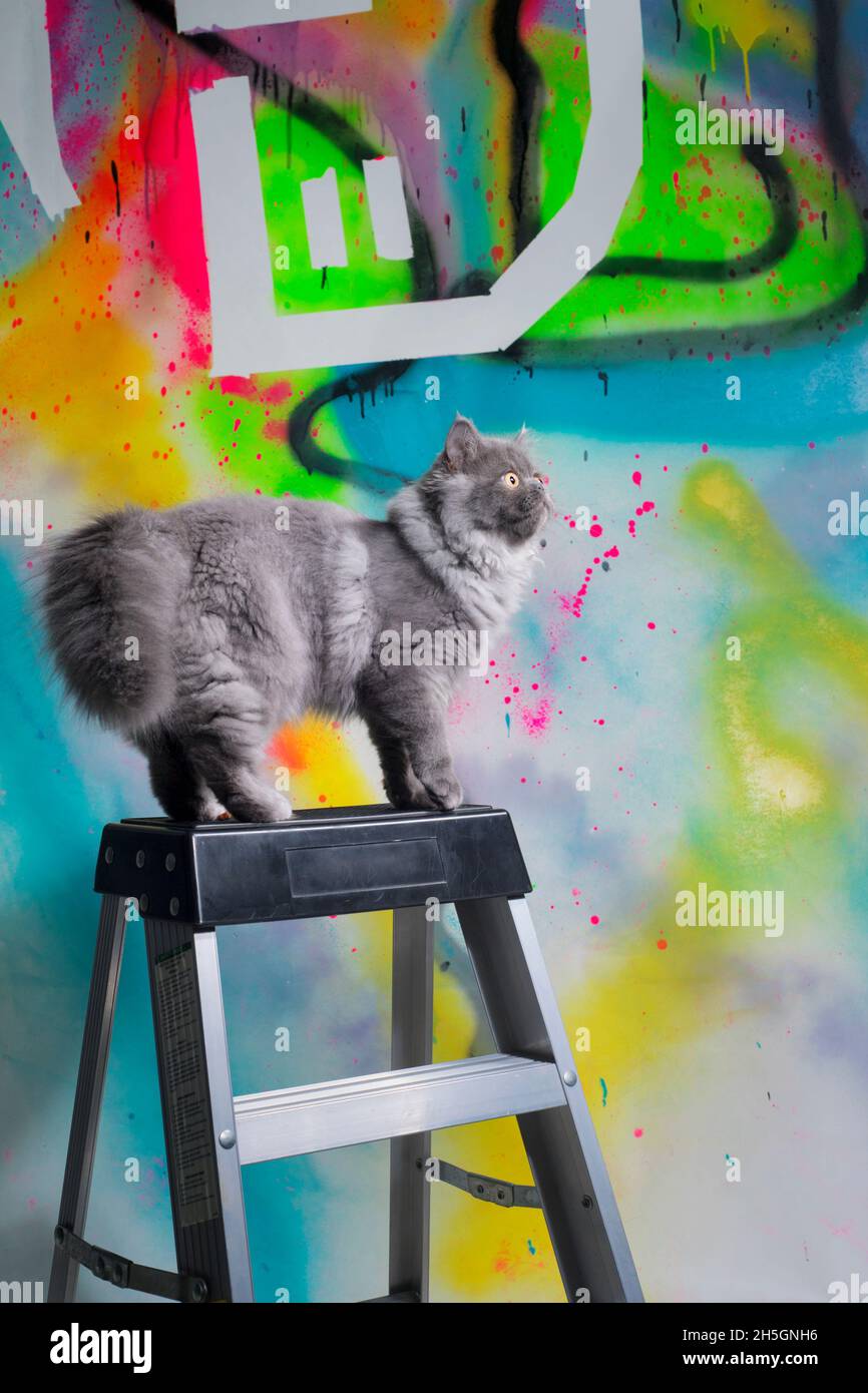 Cute fluffy grey ragamuffin cat standing on top of a ladder looking up at a colorful spray painted wall. Stock Photo