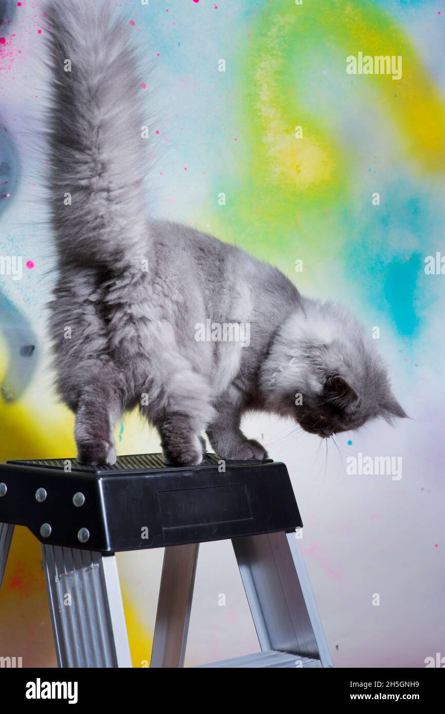 Super fluffy grey cat standing on top of a ladder, from behind showing his tail and back legs. Stock Photo