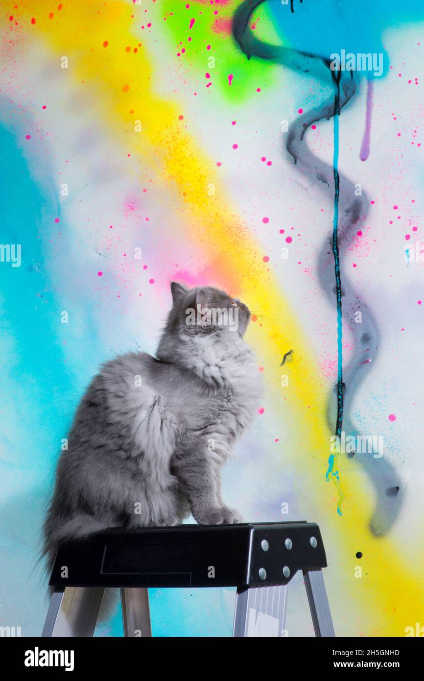 Cute fluffy grey cat sitting and looking up at a colorfully spray painted wall. Stock Photo