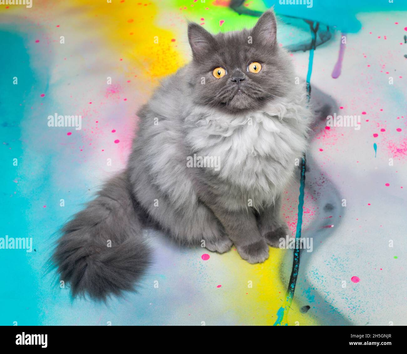 Cute fluffy grey cat sitting and looking up, on a neon painted surface. Stock Photo