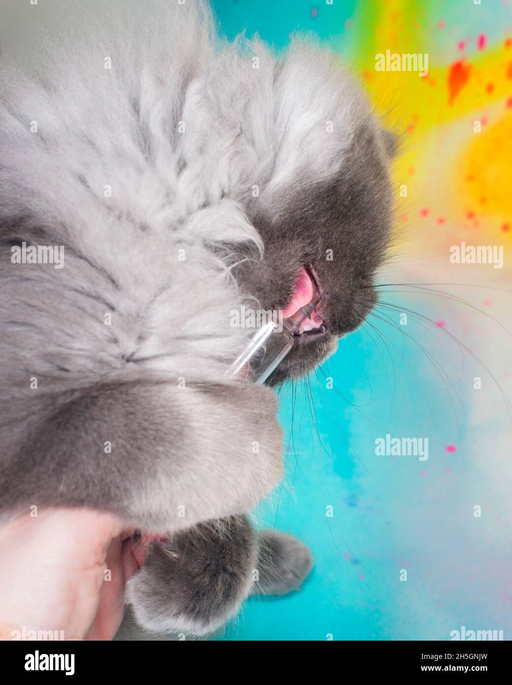 Funny fluffy grey kitten grabbing at a tube of catnip. Stock Photo