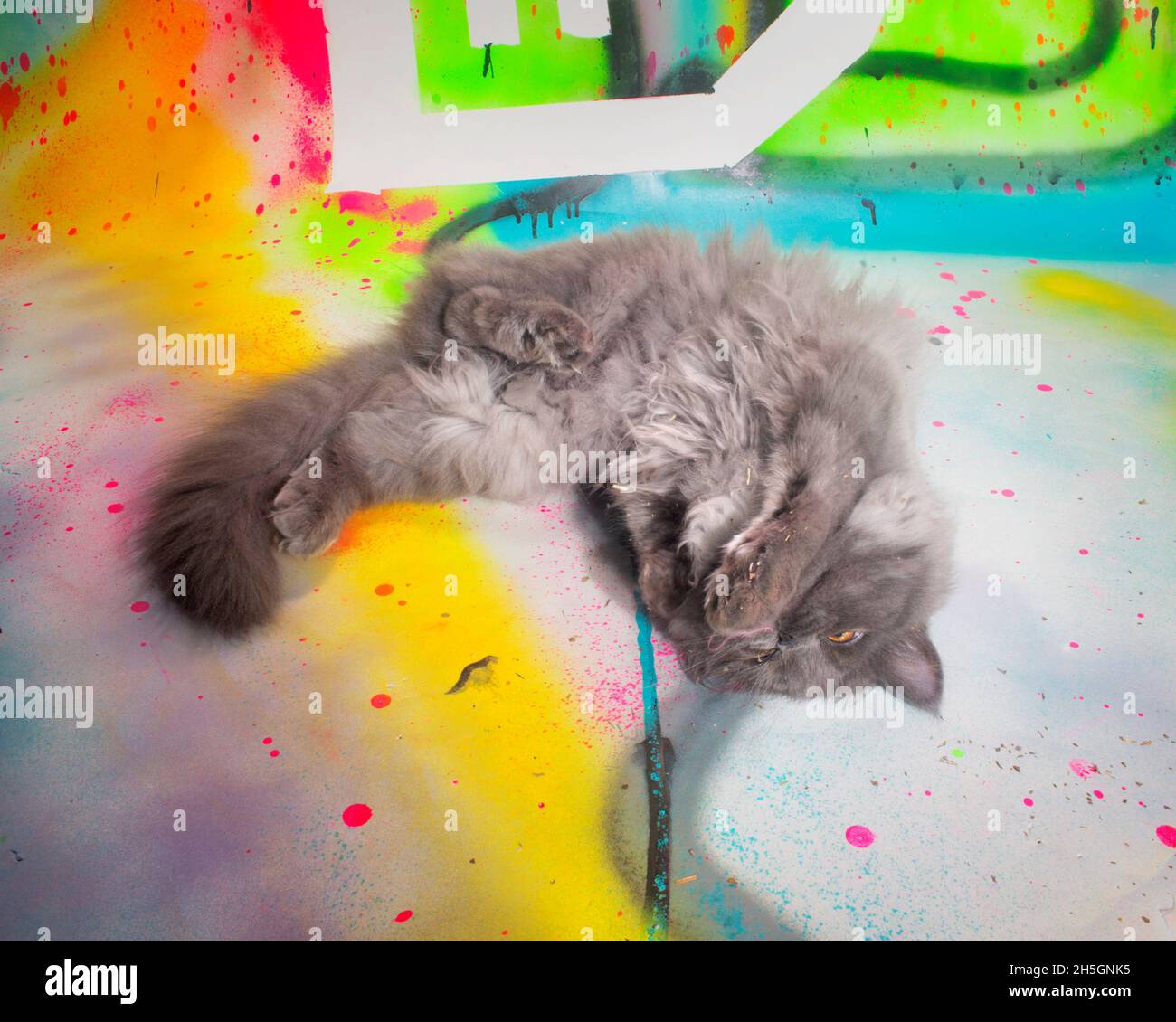 Cute funny fluffy grey kitten rolling on his back, on a colorful painted surface. Stock Photo