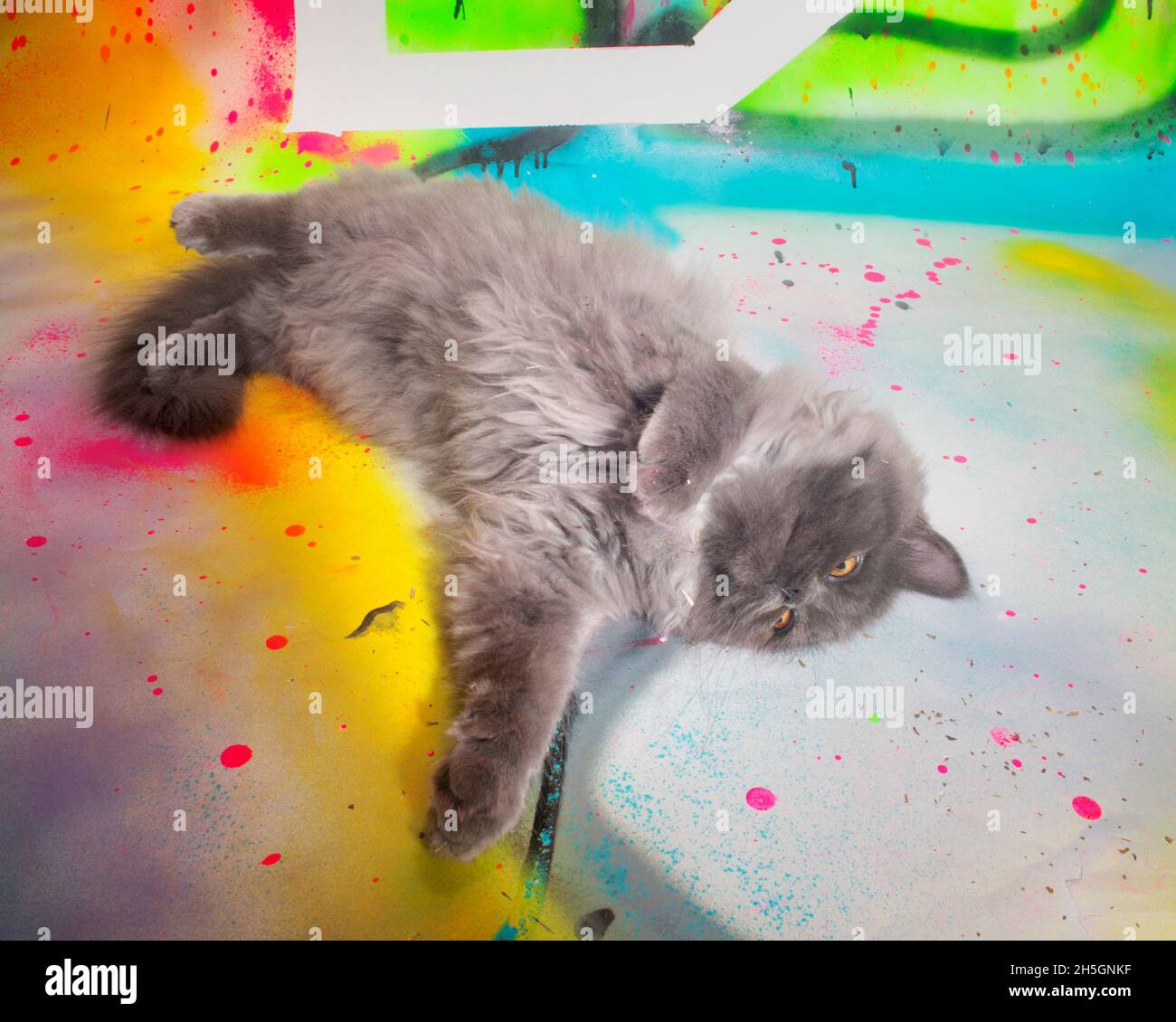 Funny fluffy grey kitten rolling around on his back, on a neon paint splattered surface. Stock Photo