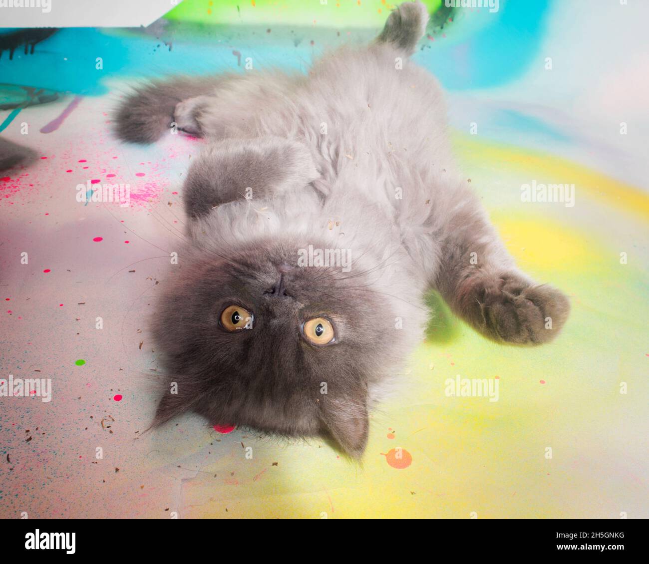 Cute grey kitten lying on his back looking at the camera. Stock Photo