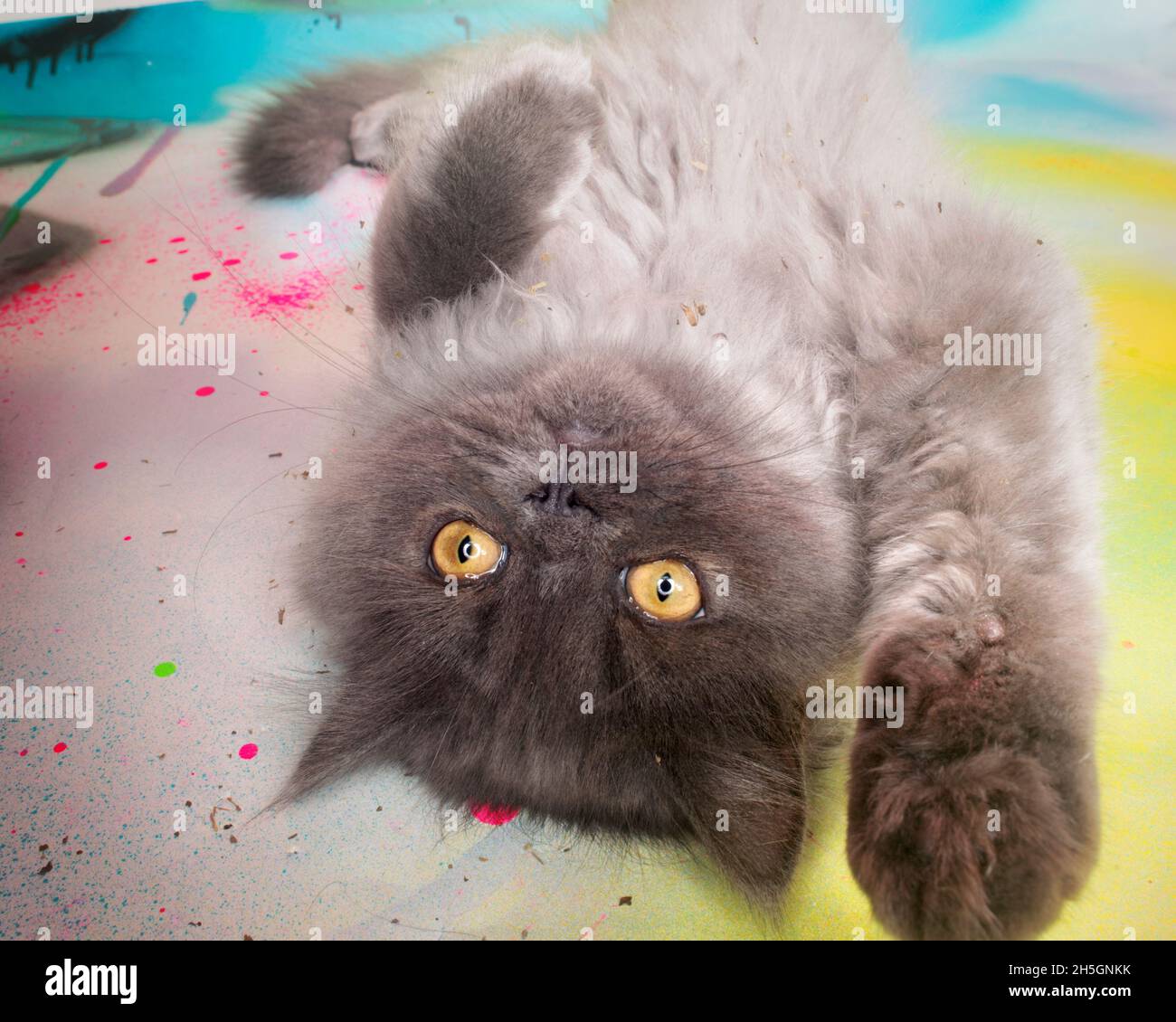 Cute fluffy grey kitten lying on his back reaching towards the camera. Stock Photo
