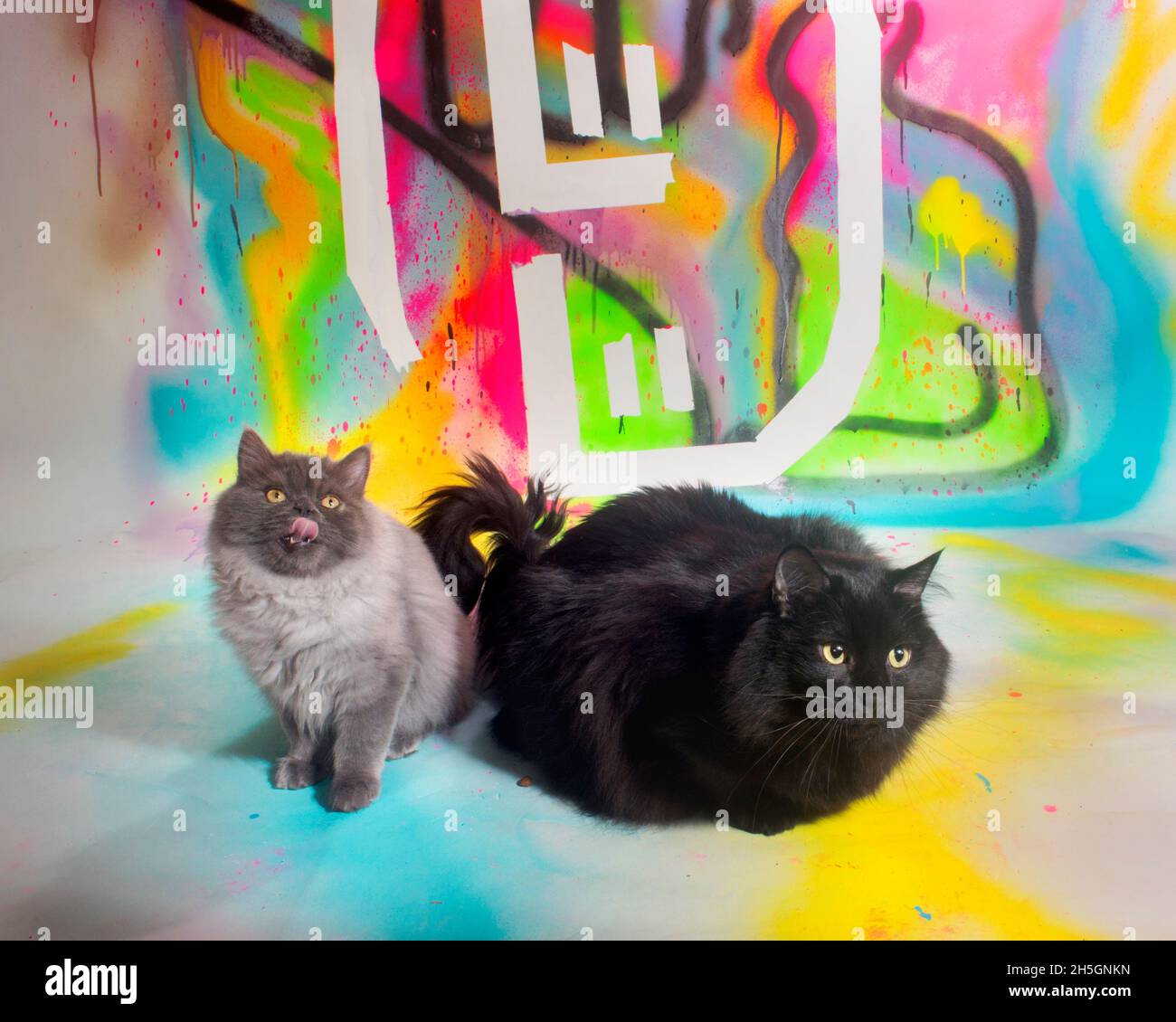 Two sweet fluffy long haired cats sitting together on a colorful painted backdrop. Stock Photo