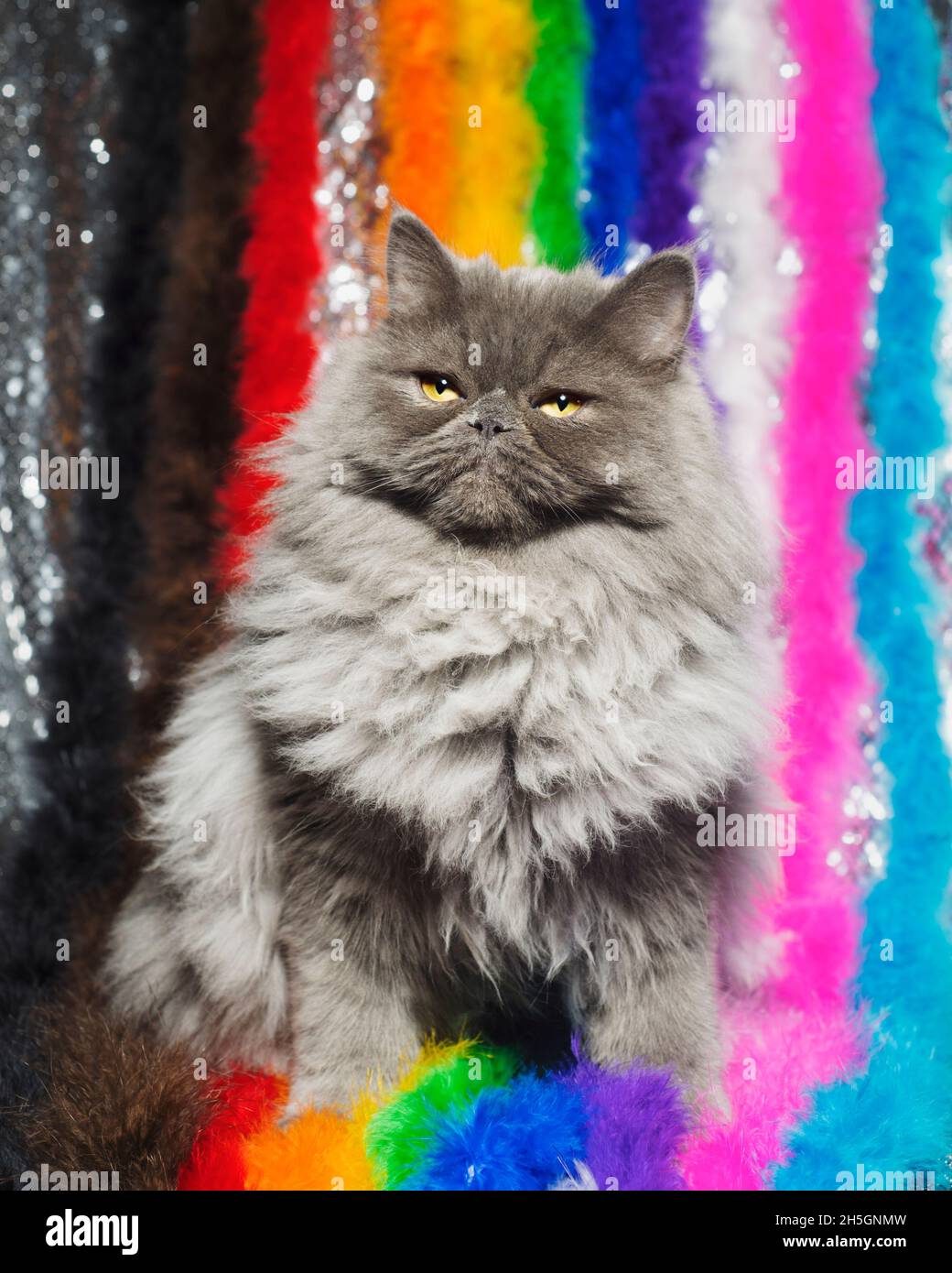 Sweet fluffy grey ragamuffin cat sitting with a rainbow of feather boas representing the inclusive pride flag. Stock Photo