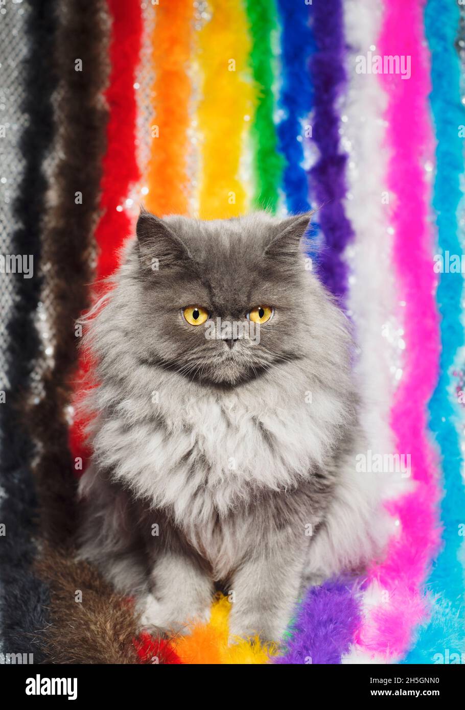 Sweet fluffy grey ragamuffin cat sitting with a rainbow of feather boas representing the inclusive pride flag. Stock Photo