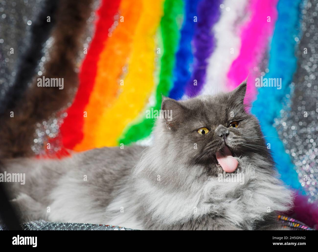 Grey cat with his mouth wide open and tongue sticking out, sitting with a rainbow of feather boas representing the inclusive pride flag. Stock Photo