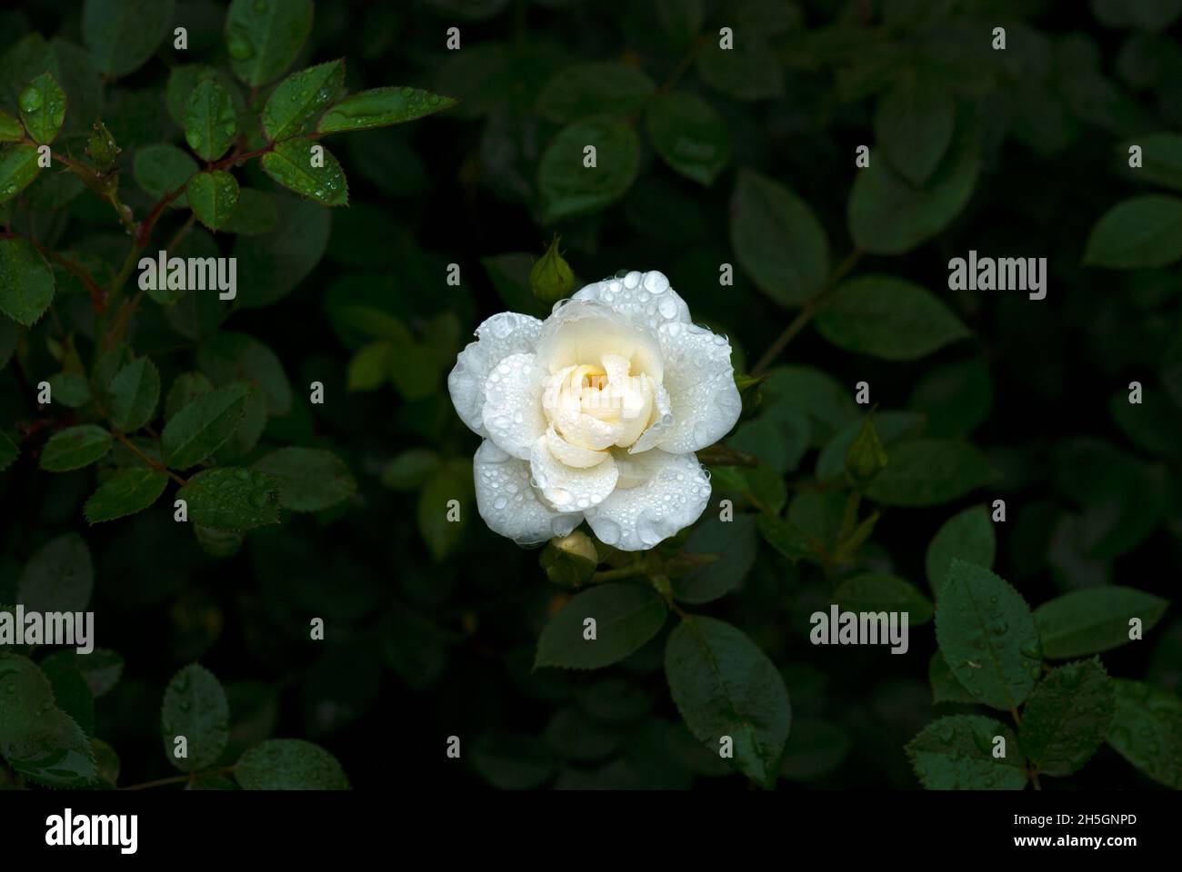 White rose beautiful hi-res stock photography and images - Alamy