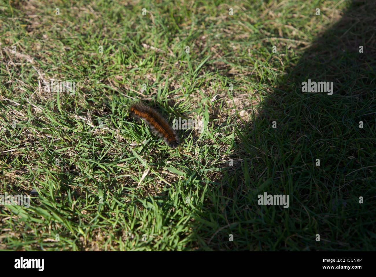 Black hairy caterpillar hi-res stock photography and images - Alamy