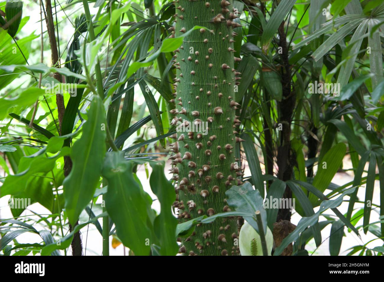 Spikey plant stalk at the Eden Project Stock Photo