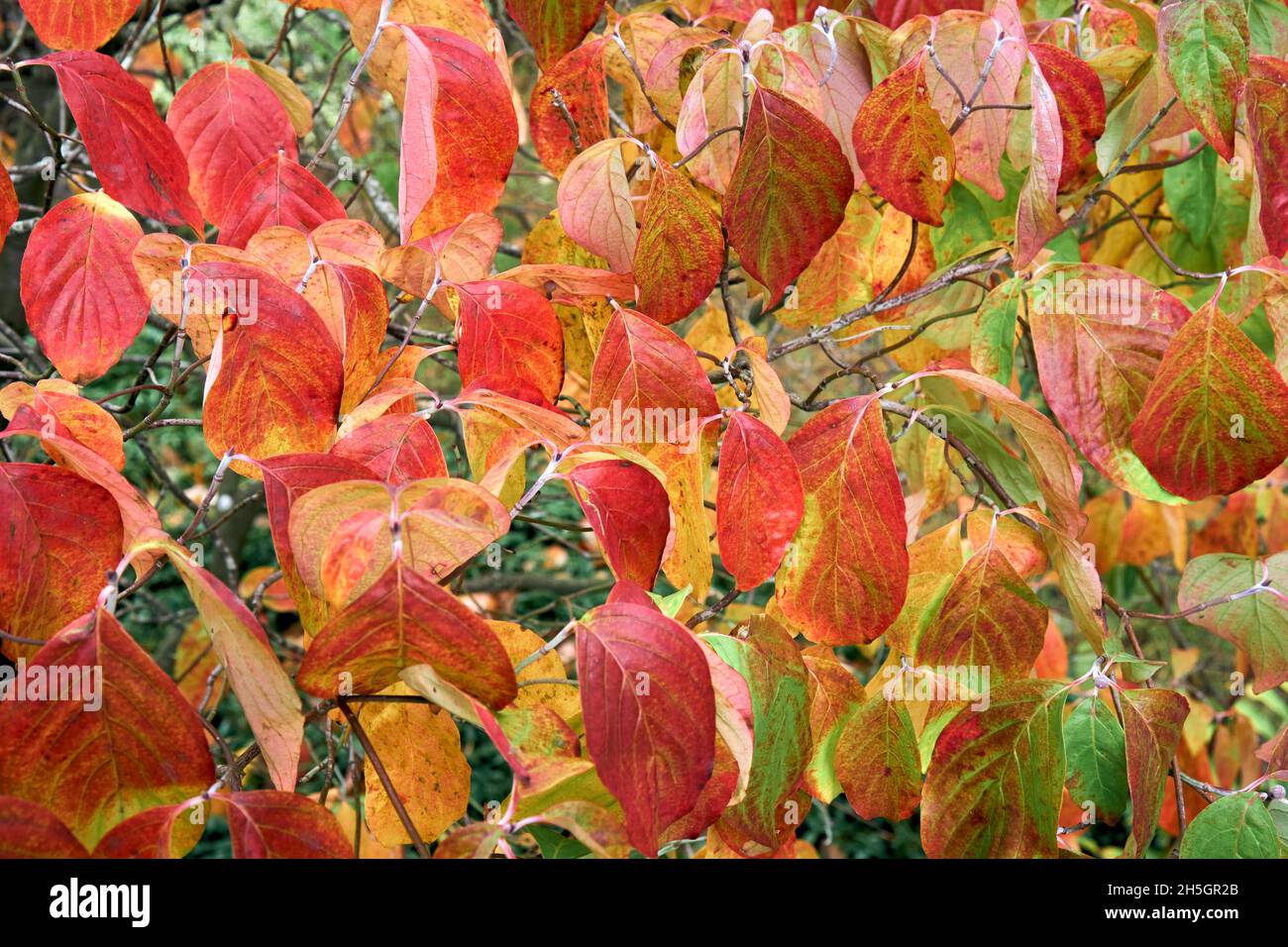 Closeup of dogwood leaves changing color in fall, Vancouver, British Columbia, Canada Stock Photo