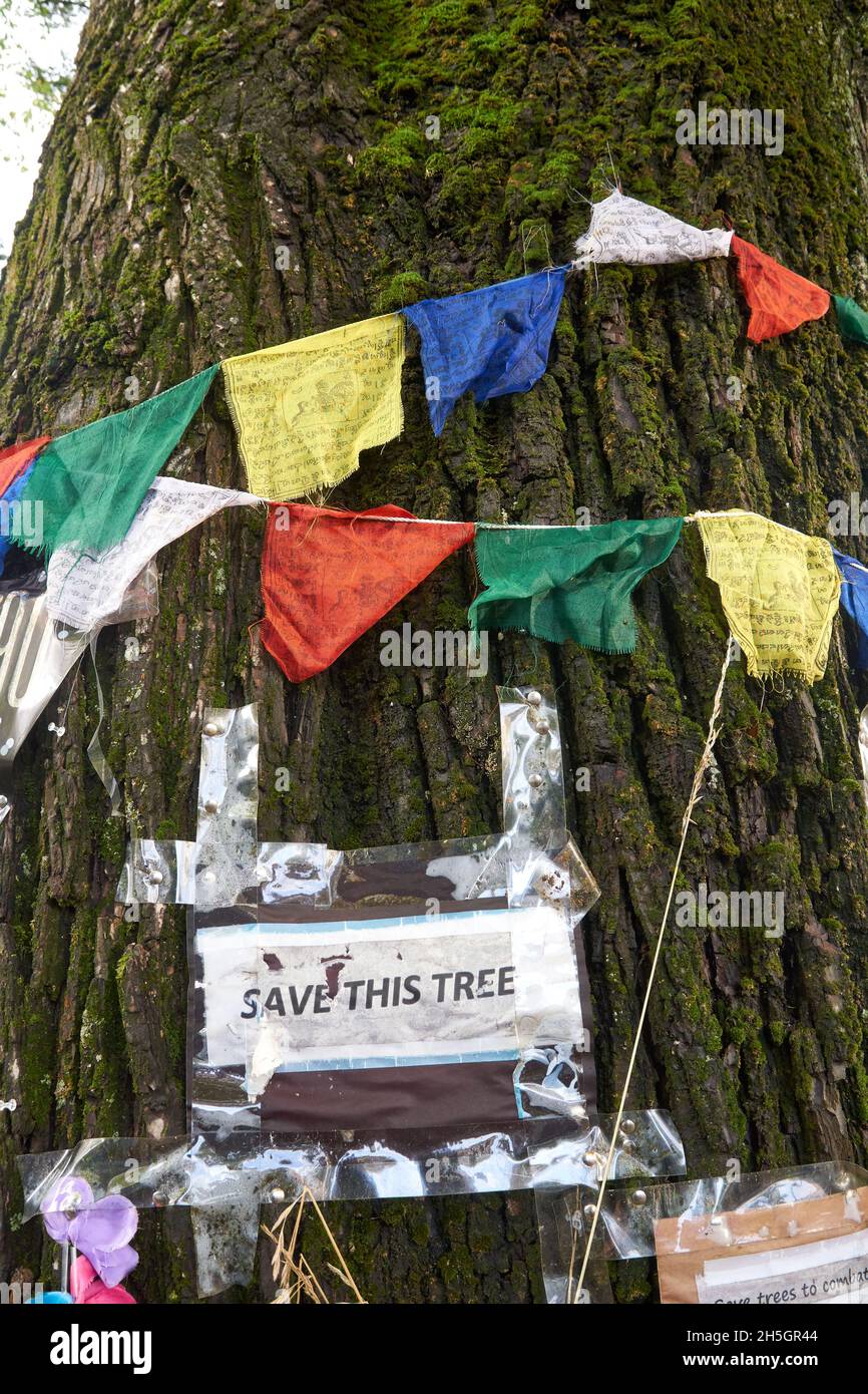 Sign protesting the cutting down of on old tree in Vancouver, British Columbia, Canada Stock Photo