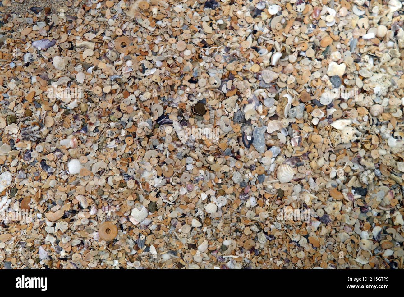 Beach sand comprised of mainly circular skeletons (tests) of foraminiferans, Dugong Beach, Whitsunday Island, Queensland, Australia Stock Photo