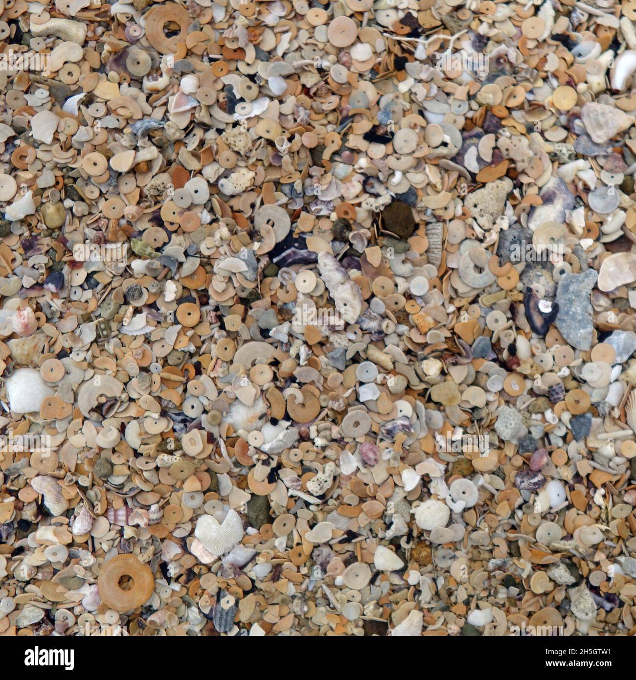 Beach sand comprised of mainly circular skeletons (tests) of foraminiferans, Dugong Beach, Whitsunday Island, Queensland, Australia Stock Photo