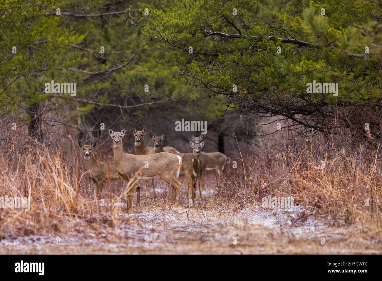 White-tailed does and fawns in northern Wisconsin. Stock Photo