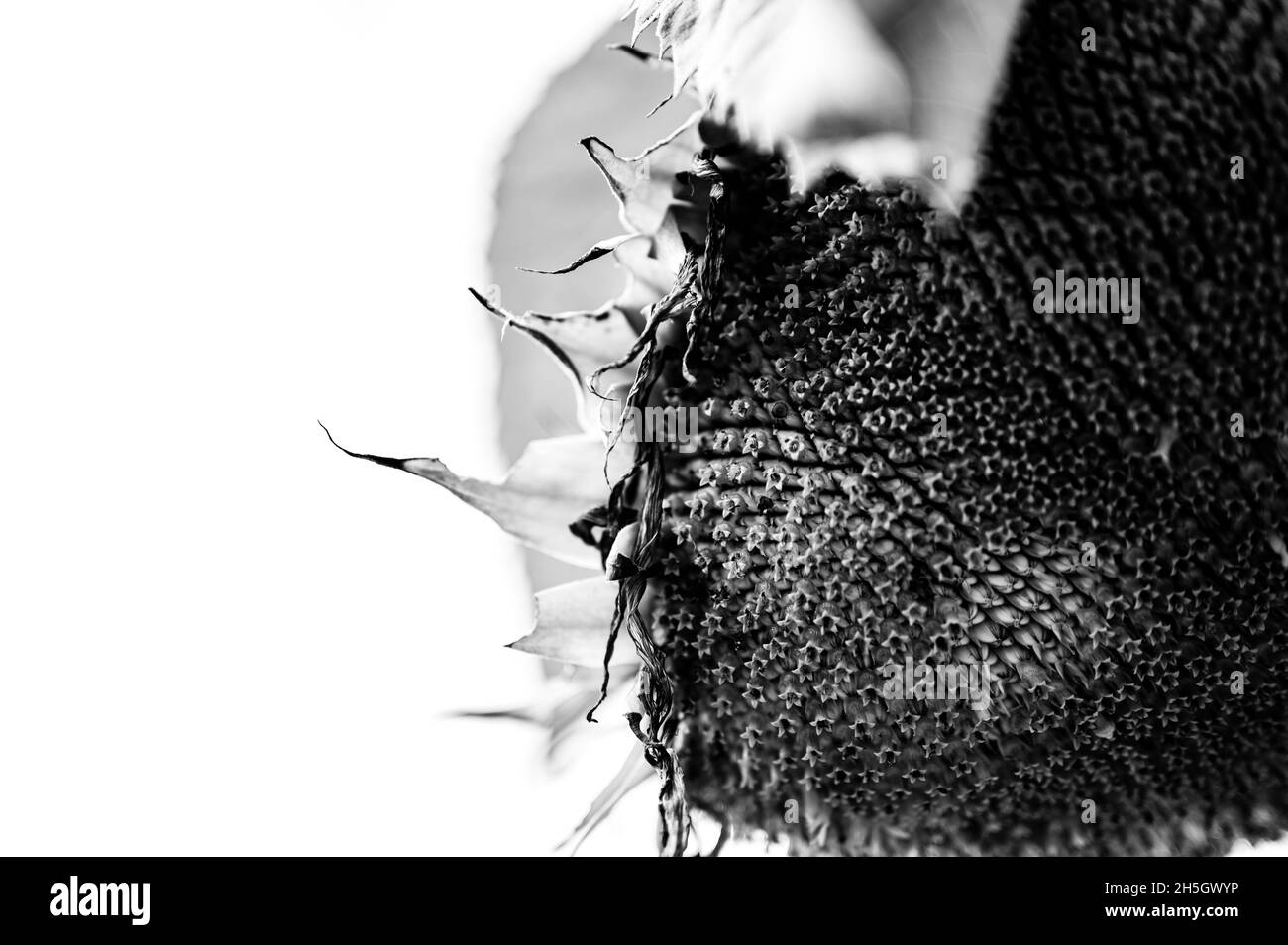 Selective focus on drooping sunflower head after petals have wilted