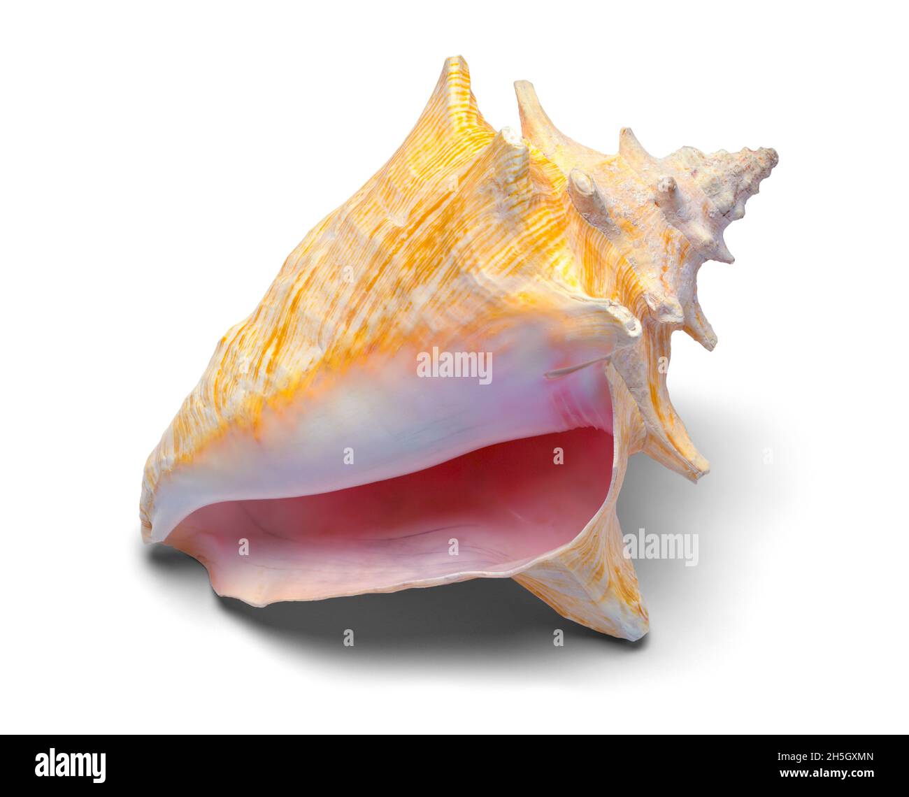 Large Conch Shell Cut Out on White. Stock Photo