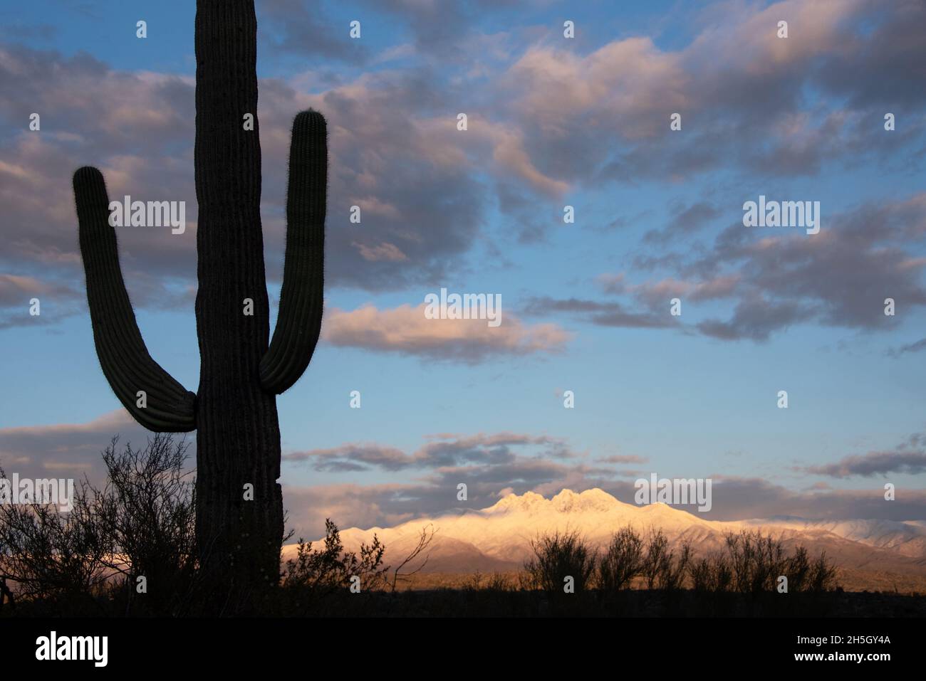 Saguaro cactus snow hi-res stock photography and images - Alamy