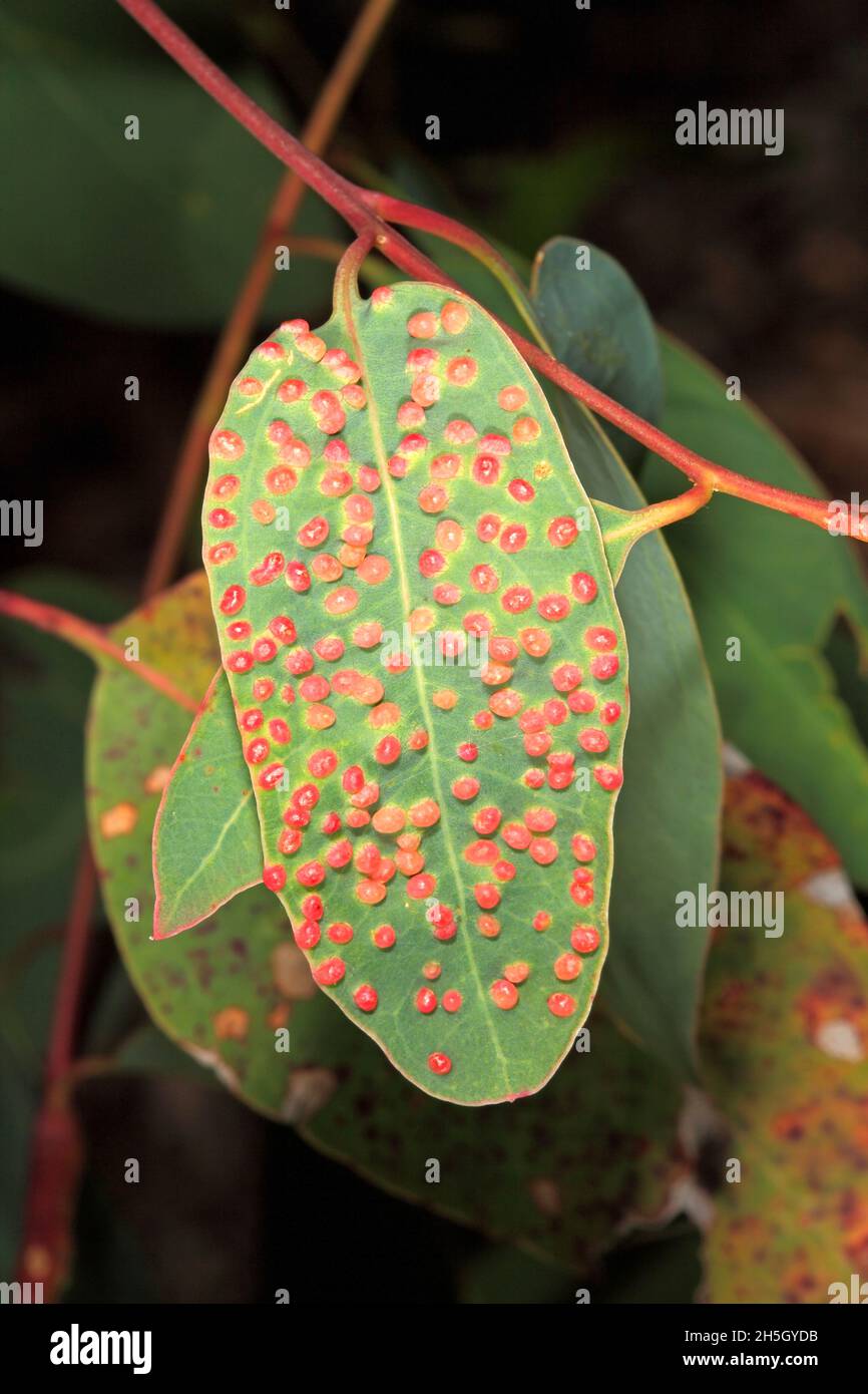 Eucalyptus Leaf Galls, Cecidia, caused by the Eucalyptus gall wasp, Ophelimus maskelli. It is
