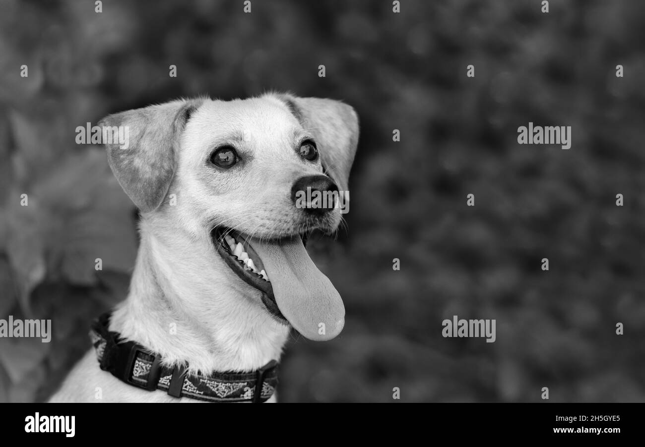 A Happy Dog Is Outdoors Looking Excited With Its Tongue Out In A Black And White Image Style Stock Photo