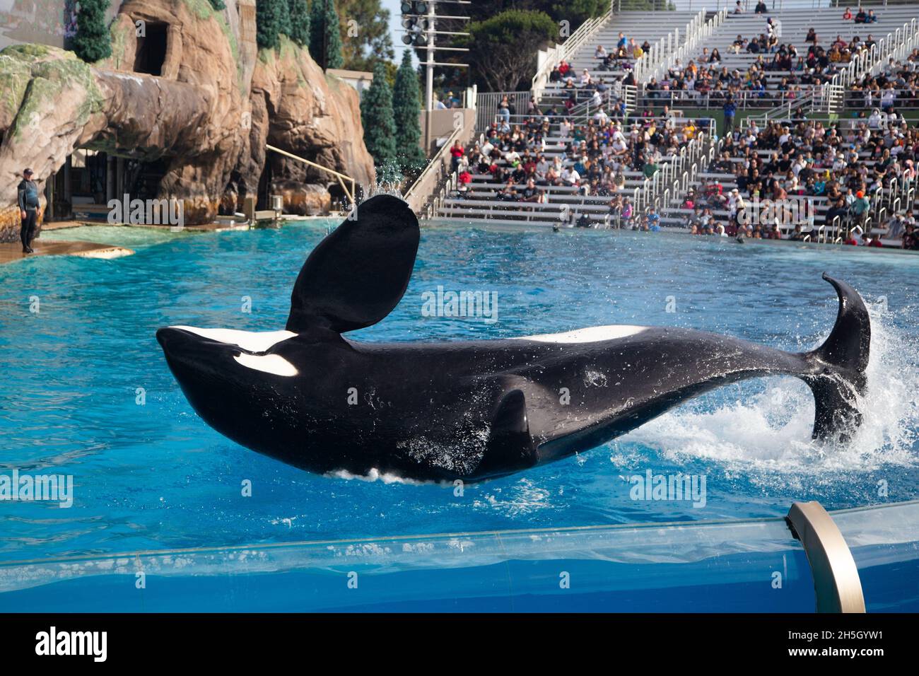 orcas black and white whale on the show Stock Photo Alamy