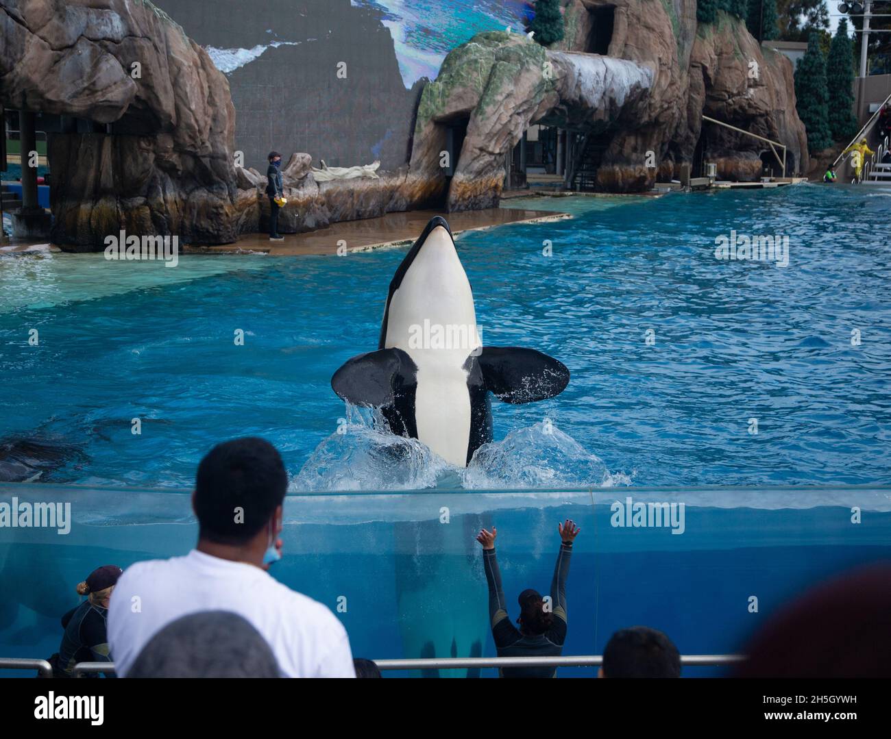 orcas black and white whale on the show Stock Photo Alamy