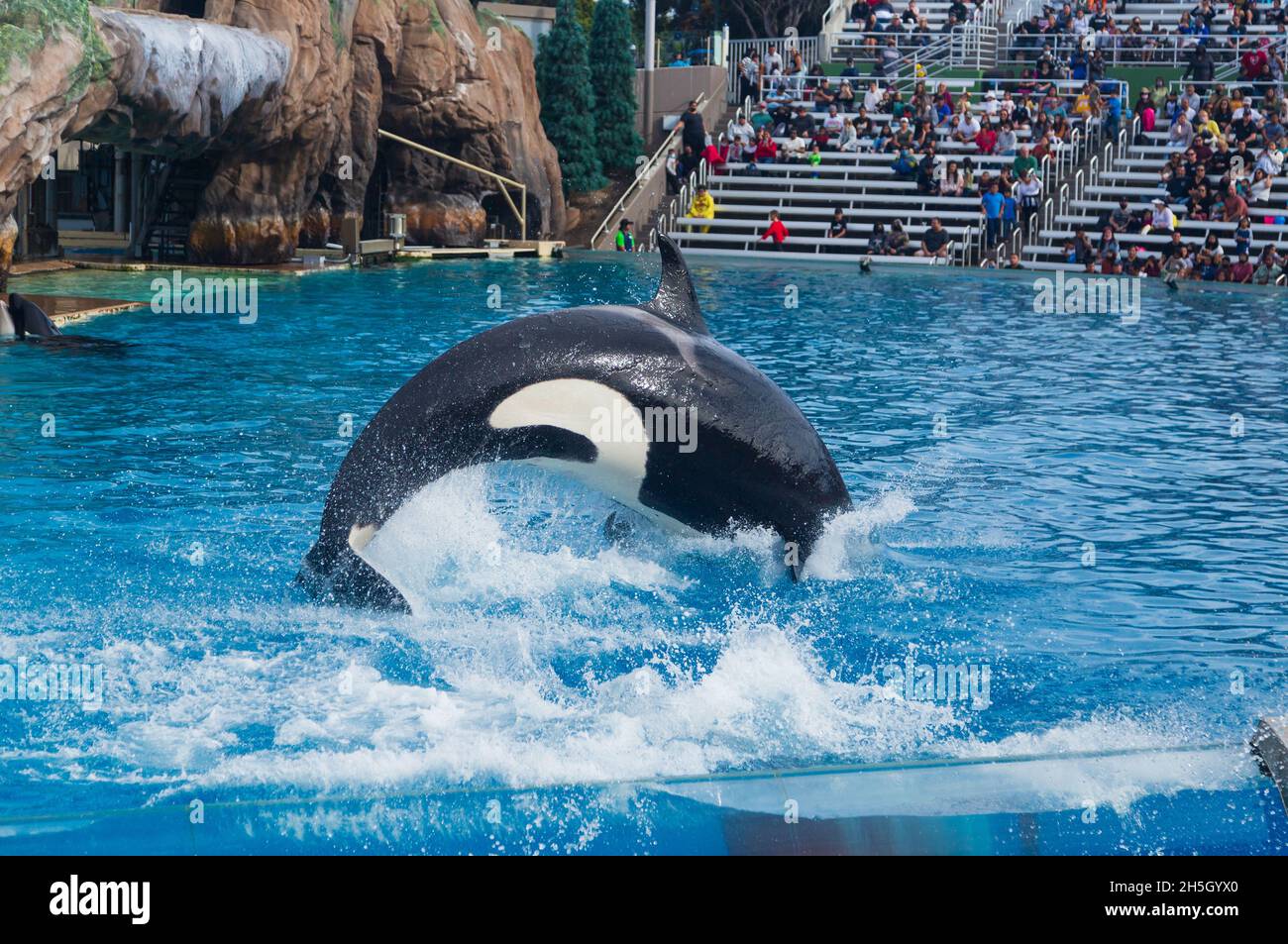 orcas black and white whale on the show Stock Photo Alamy