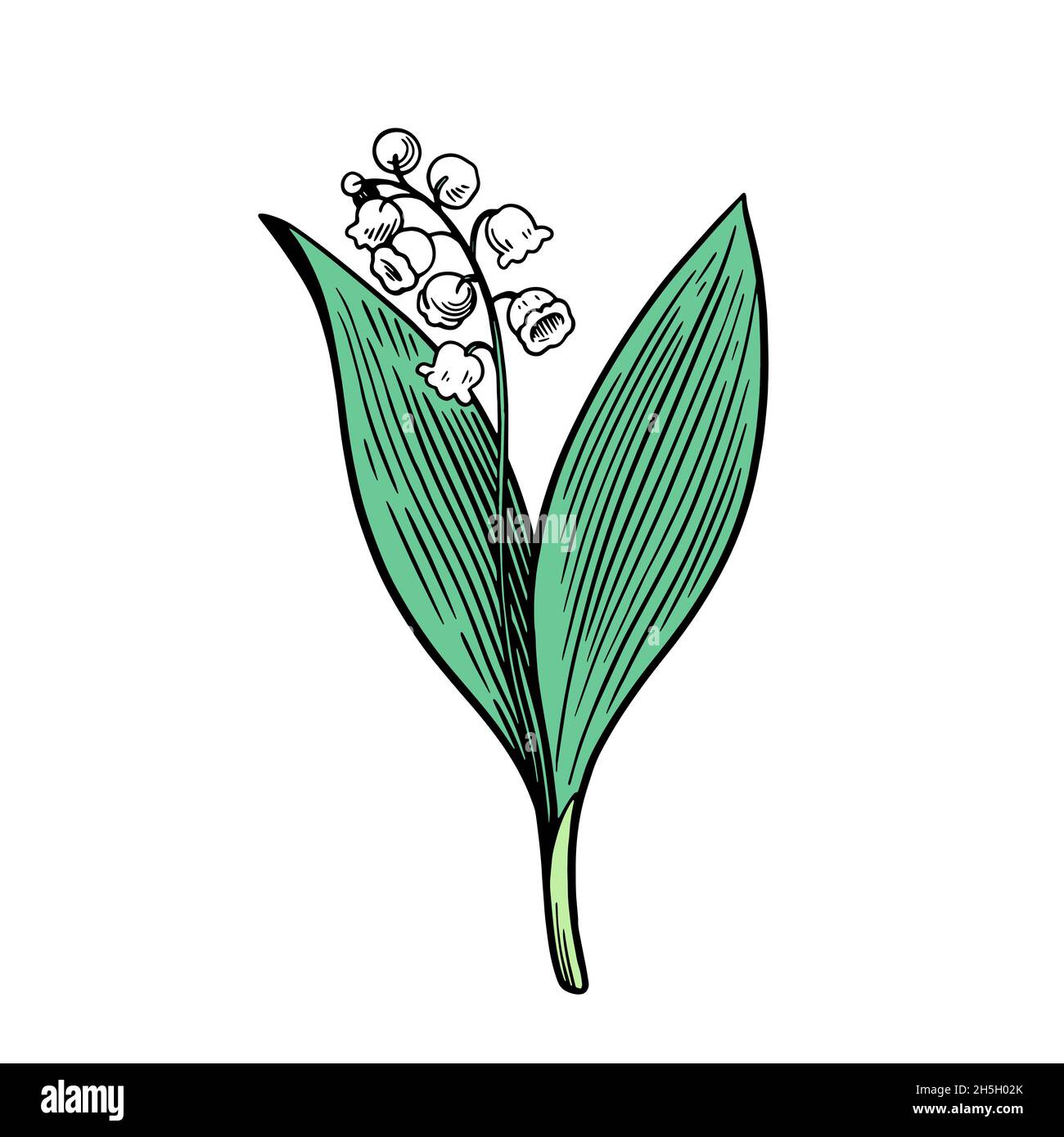 Lily of the valley isolated on white background. Hand drawn vector