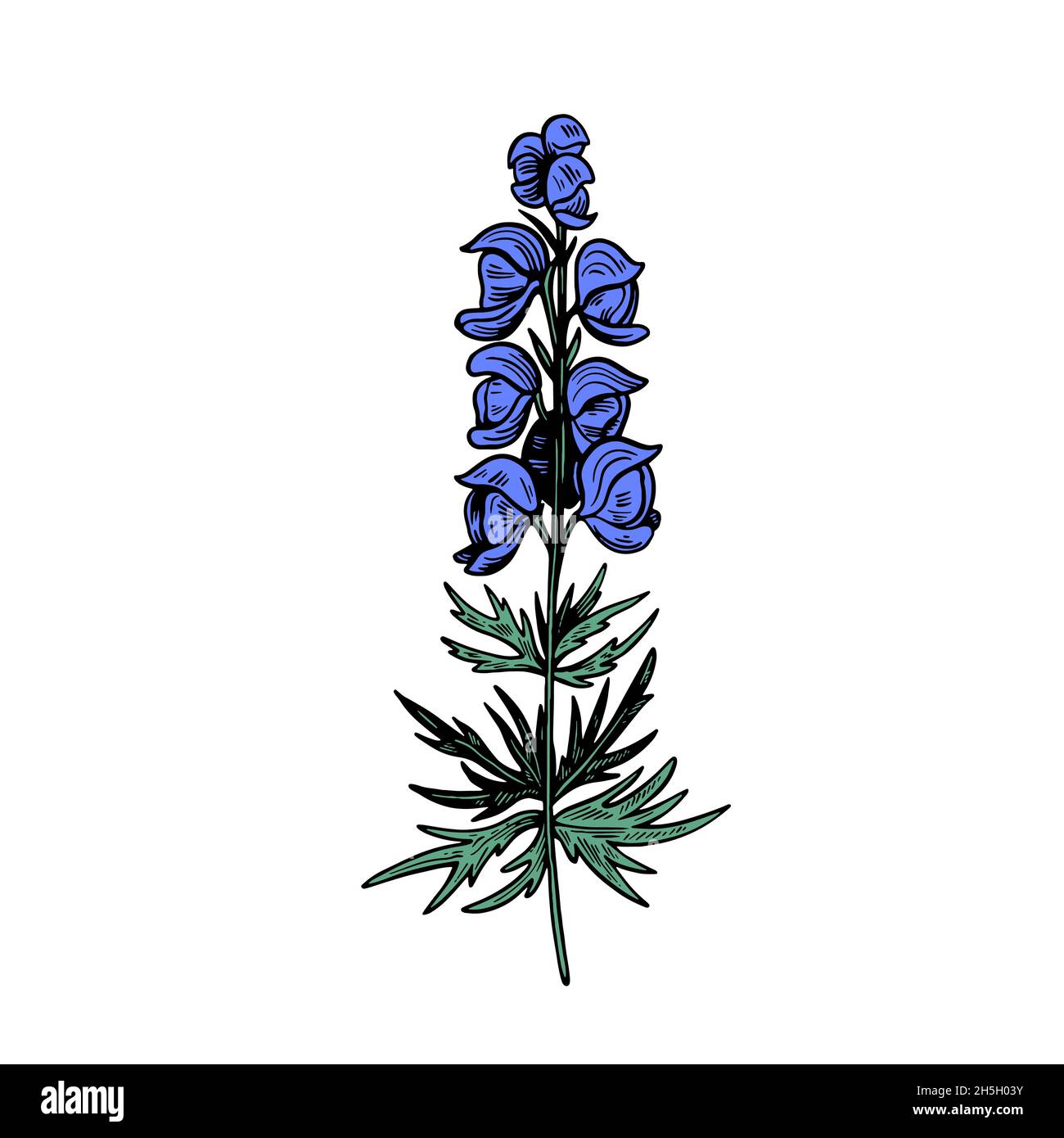 Poisonous plant Aconitum isolated on white background. Hand drawn vector illustration in engraving style. Stock Vector