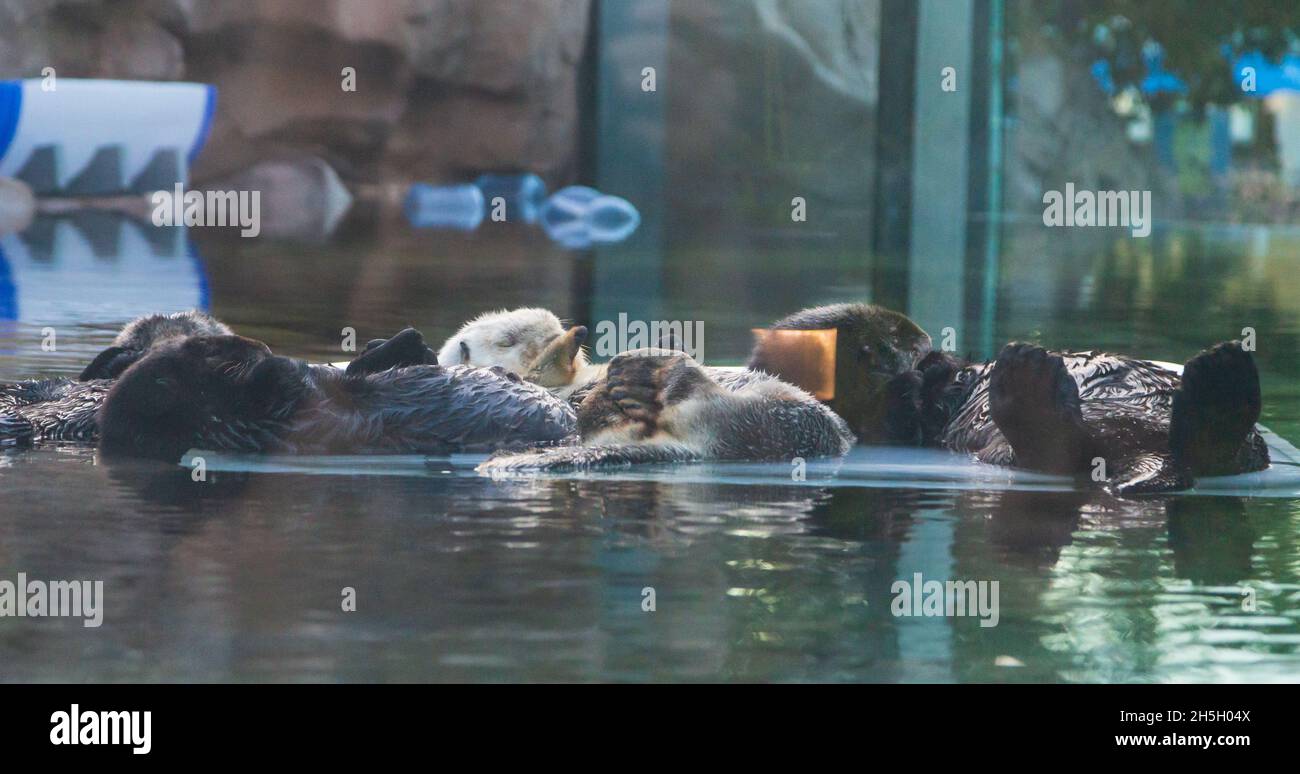 sea otters in the Sea World San Diego Stock Photo Alamy