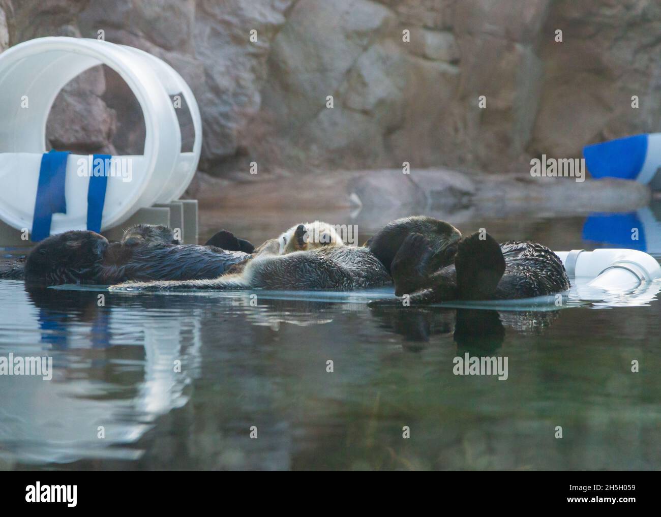 sea otters in the Sea World San Diego Stock Photo Alamy
