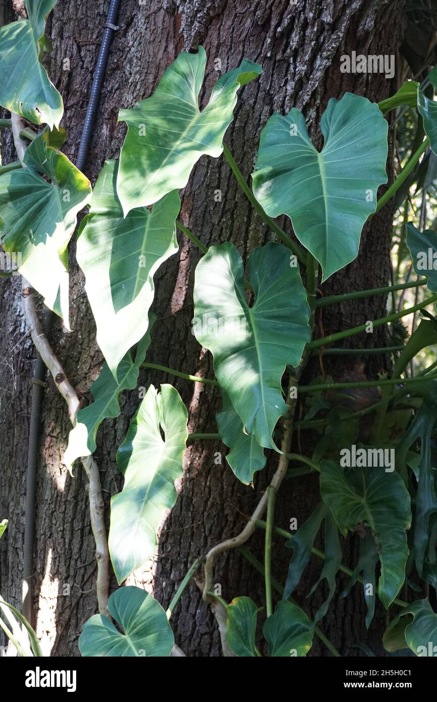 Philodendron Sagittifolium, a climbing tropical plants Stock Photo - Alamy