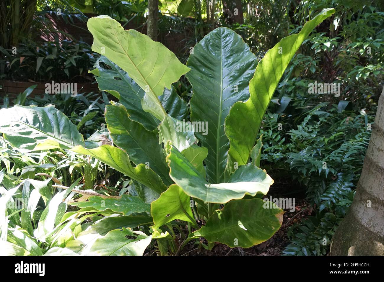 Anthurium Hookeri, also known as bird's nest anthurium Stock Photo Alamy