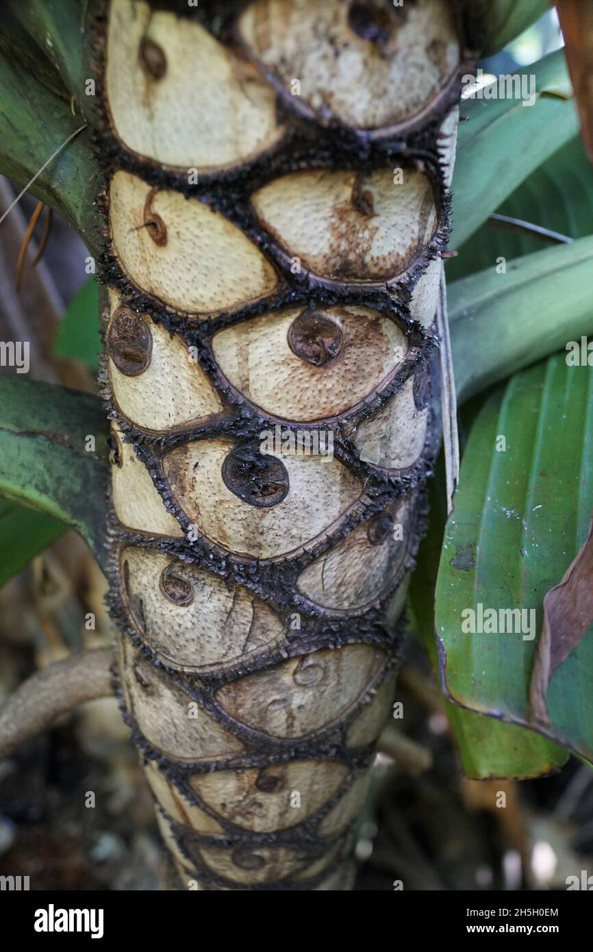 The tree bark of of Philodendron Selloum, also known as Thaumatop Stock Photo