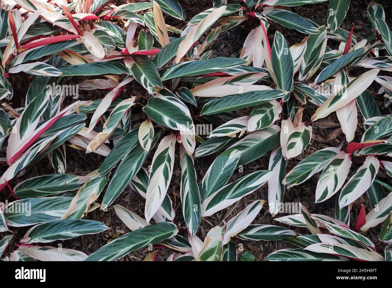 The white and green leaves of Stromanthe Sanguinea Triostar, a tropical plant Stock Photo