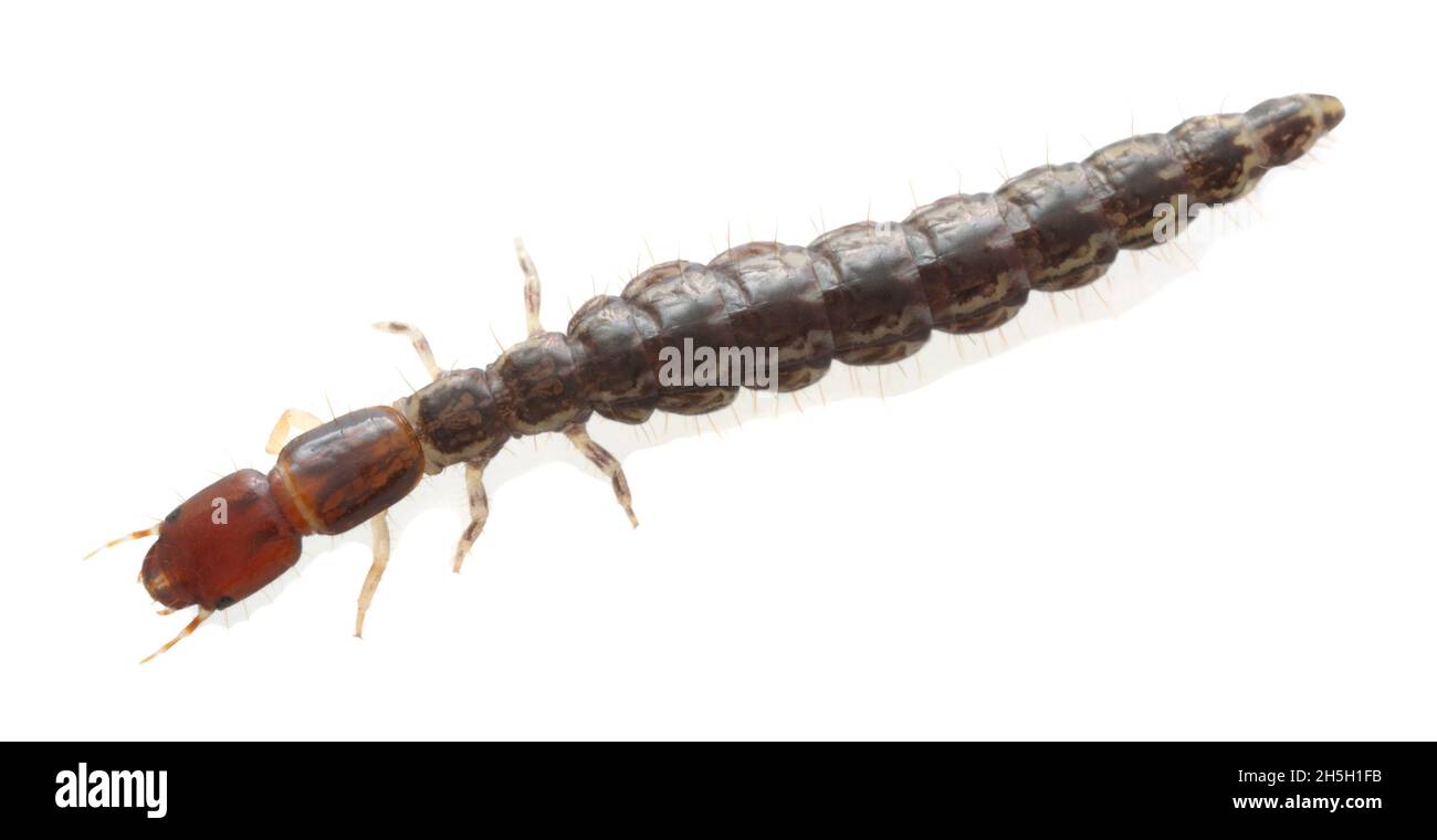 Snakefly, Raphidiidae larva isolated on white background Stock Photo