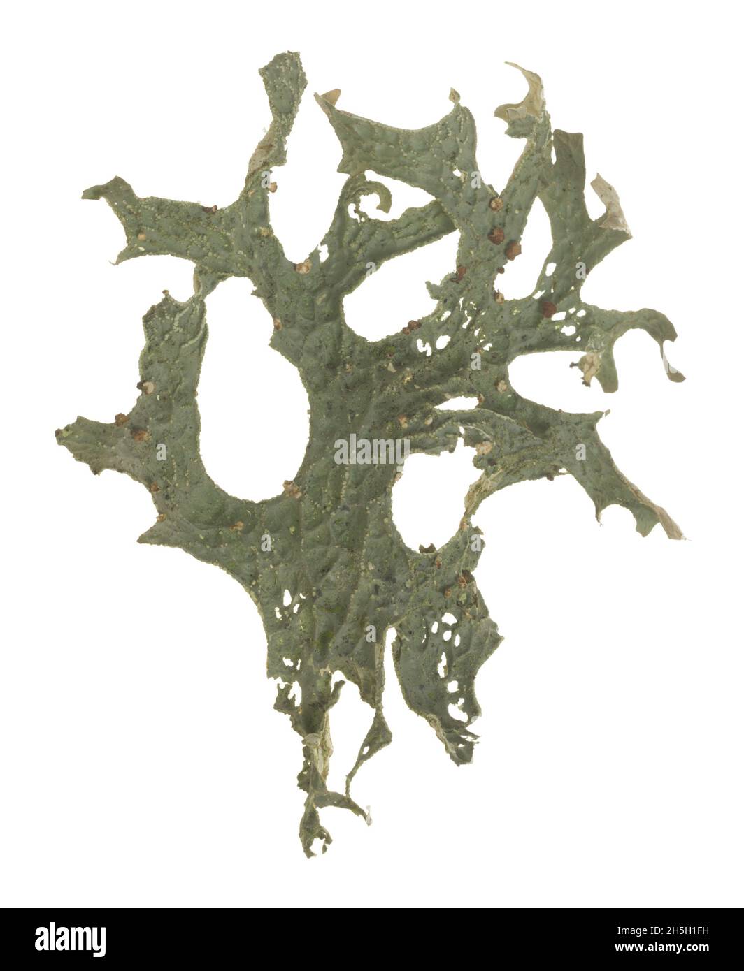 Tree lungwort, Lobaria pulmonaria isolated on white background Stock Photo