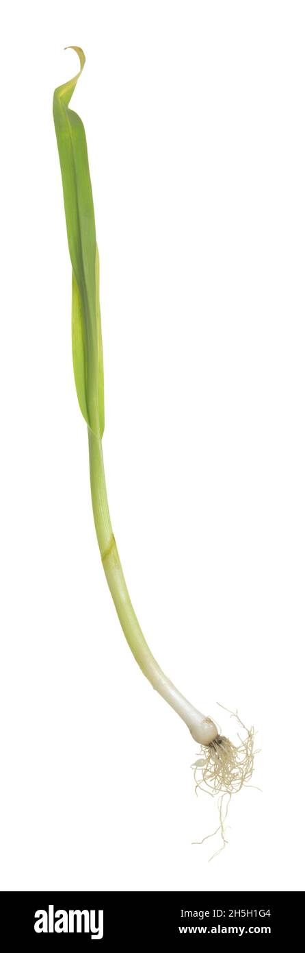 Fresh sand leek, Allium scorodoprasum isolated on white background Stock Photo