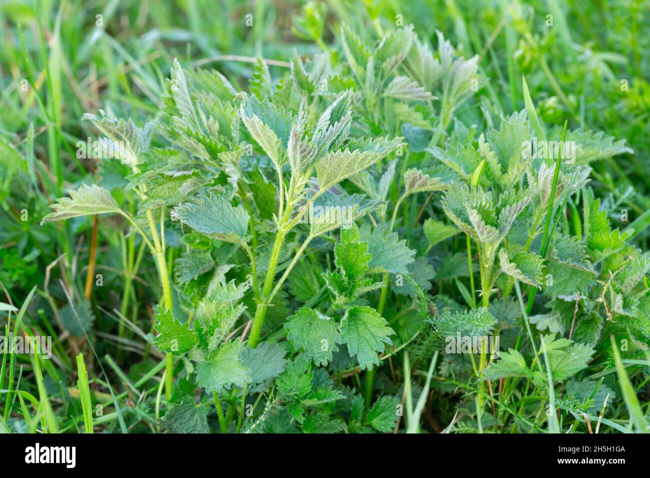 Nettle plants growing among grass, these plants are edible Stock Photo