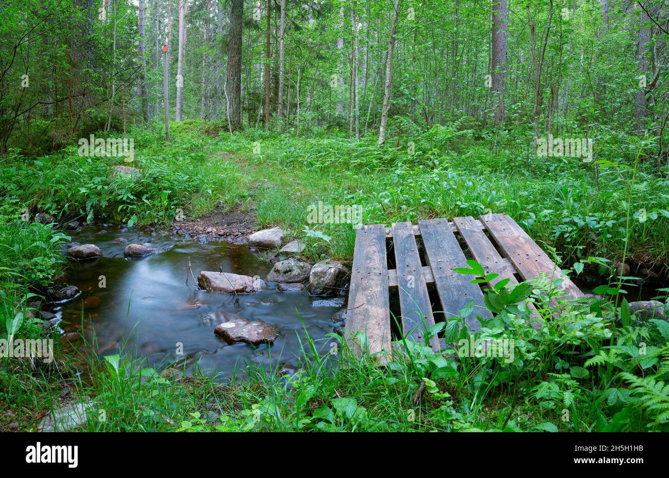 Wooden planks for hikers over a small stream in a forest in sweden Stock Photo