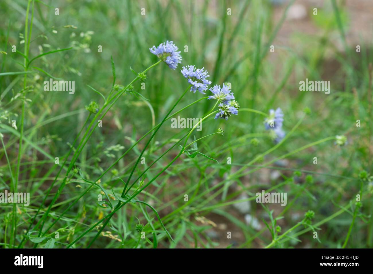 Blooming gilia plants among vegetation Stock Photo