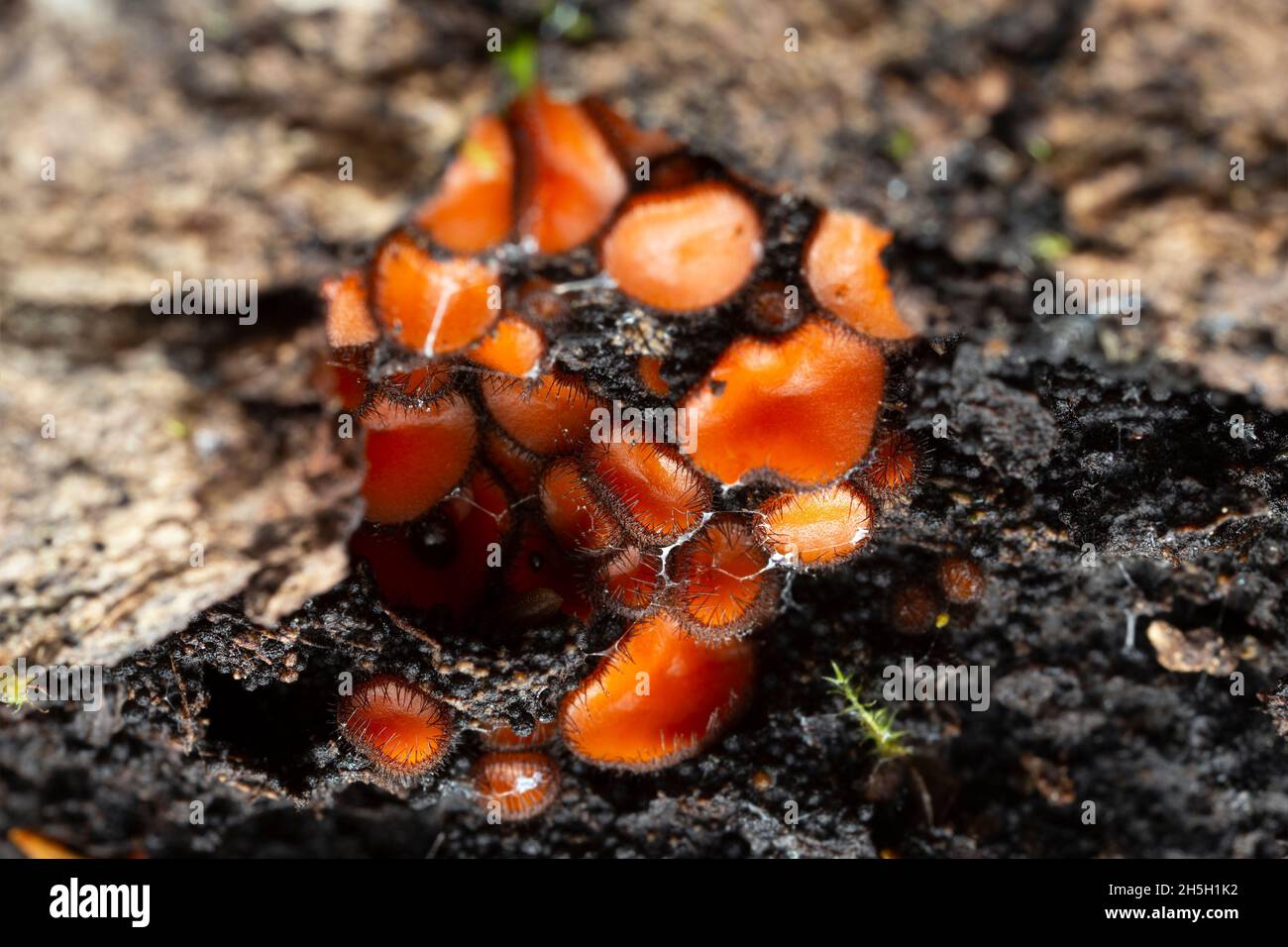 Fruiting bodies of eyelash cup, Scutellinia growing on aspen wood Stock Photo