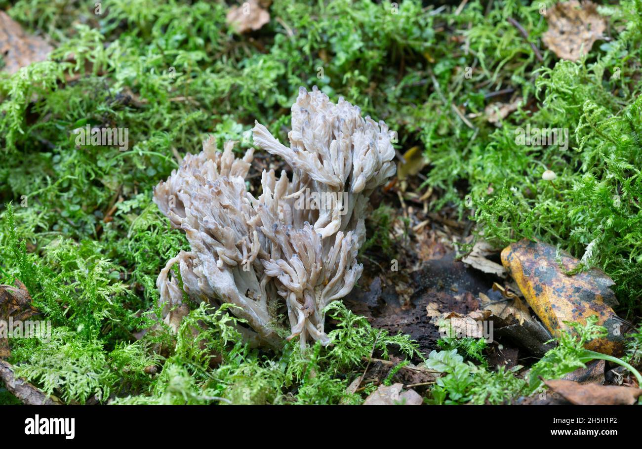 Gray coral, Clavulina cinerea growing among moss Stock Photo