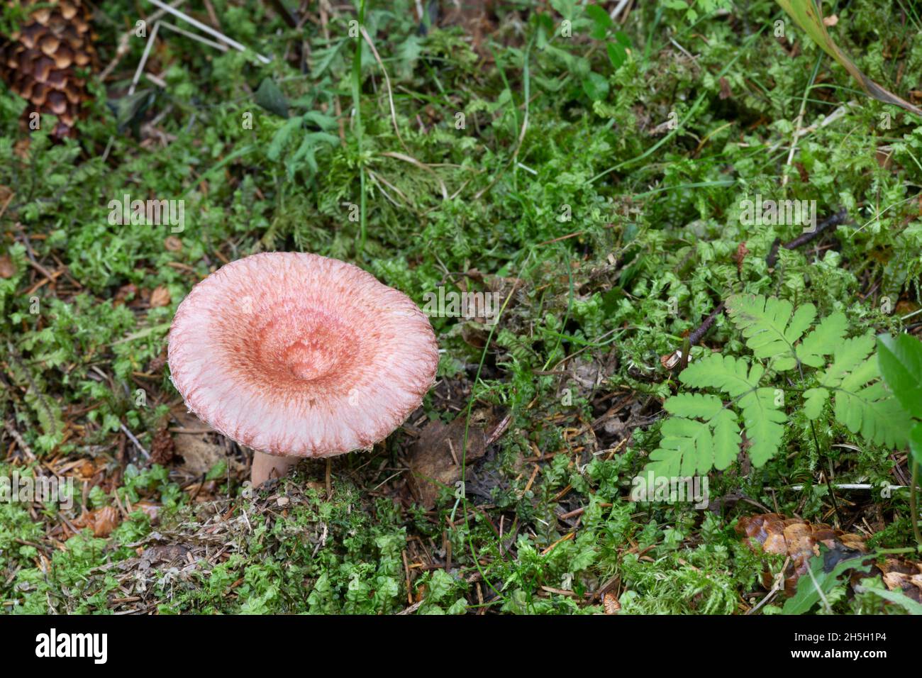 Woolly miolkcap, Lactarius torminosus growing among moss, this mushrooms is edible Stock Photo